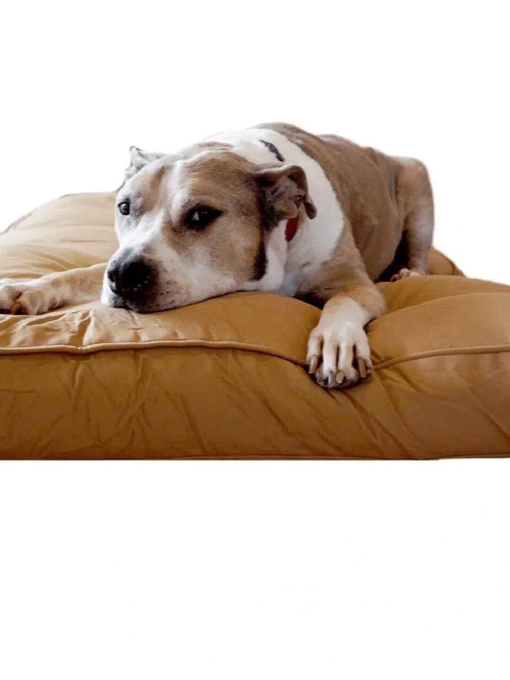 CHEW PROOF DOG BED